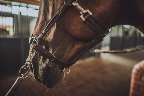istock Horse in a Stable 1170990173