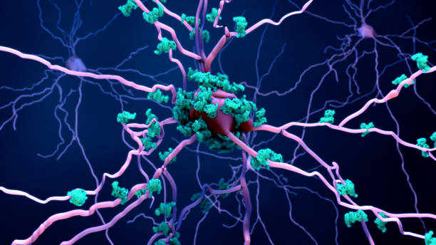 muerte de neuronas en el cerebro envejecido o proteínas en las neuronas - protein concentrate fotografías e imágenes de stock