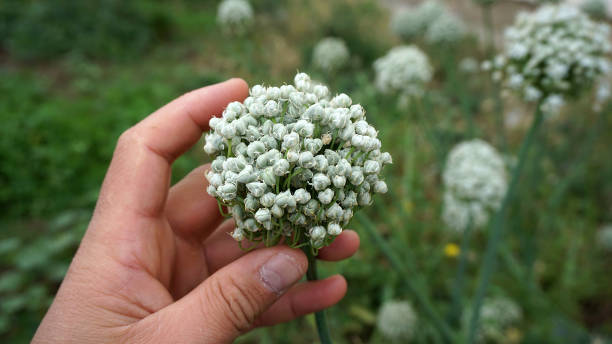 istock onion buds, left to dry for seed 1170994241