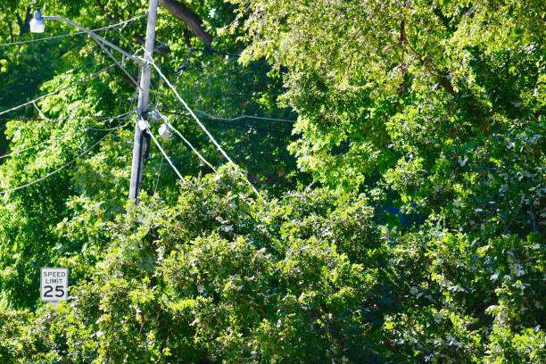 istock Old tree uprooted breaks utility pole and lines cable power outage safety storms wind rain 1170995042
