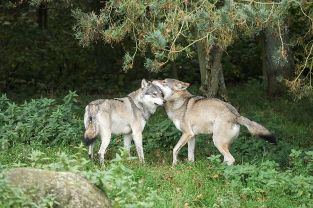istock Wolves playing in the nature 1170996939
