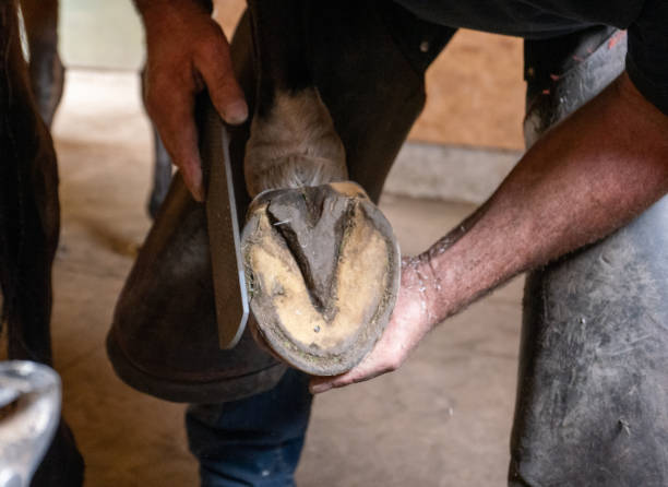 Farrier rasping down a horses's hoof before fitting a new shoe A farrier bending over, rasping a horse's hoof, having removed an old horseshoe and now preparing the hoof for fitting a new one. He is resting the horse's leg on his own, while holding the hoof steady with his left hand and rasping with his right hand. He is using a farrier's metal rasp and is wearing a pair of brown leather chaps to protect his legs and clothes. Flakes of hoof can be seen gathering on his wrist as he files the hoof into shape. hoof stock pictures, royalty-free photos & images