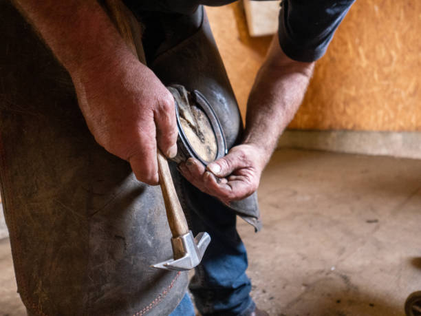 istock A farrier carefully positioning a nail to secure a new horseshoe 1170997900