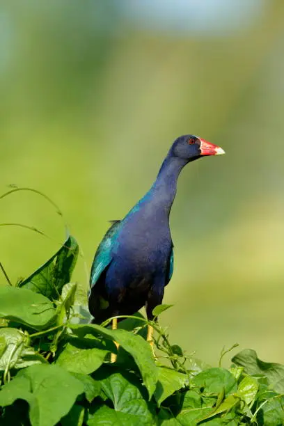 The purple gallinule is a swamphen in the genus Porphyrio. It is in the order Gruiformes, meaning "crane-like", an order which also contains cranes, rails, and crakes.