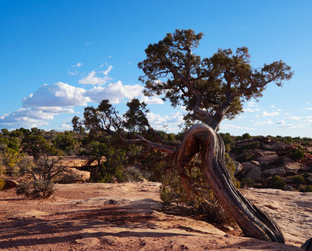 istock One of Grand Canyon's Amazing Trees 1171003863