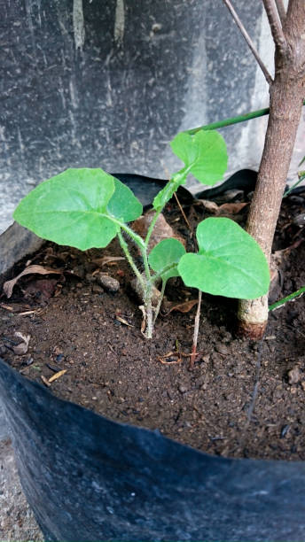 istock new plants that accidentally grow. this plant is difficult to cultivate. 1171005078