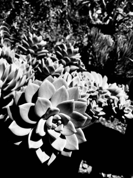istock Black and White succulents in the sun 1171005705