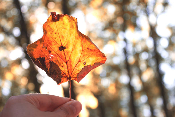 istock Autumn leaf in hand.close up 1171007072