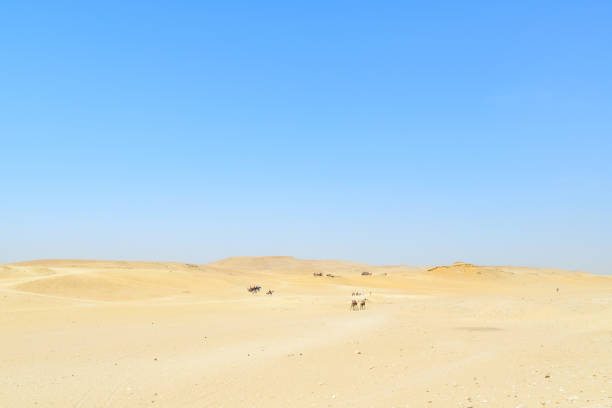 Camels in a desert village in Qatar