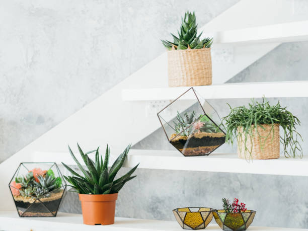 istock floral interior decor plants pots vases stairs 1171009990