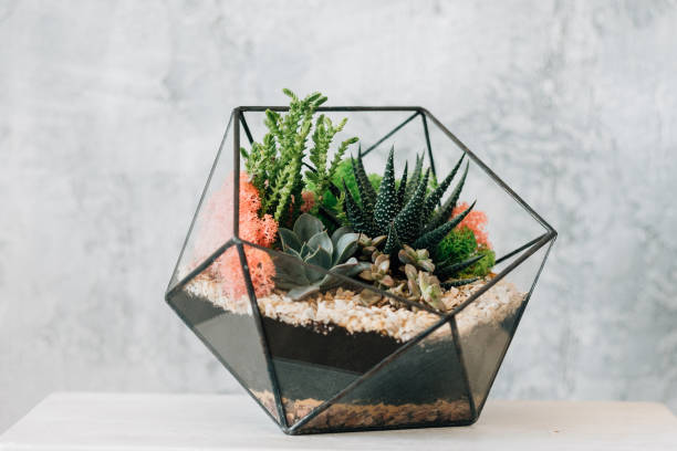 istock diy florarium natural interior decor succulents 1171009997