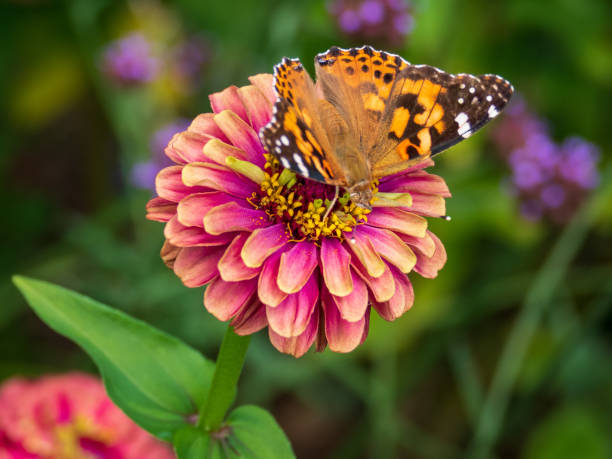 istock American Lady Butterfly 1171013318