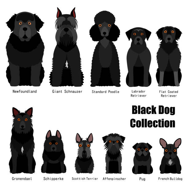 collection of  black dog collection of  black dog newfoundland dog stock illustrations