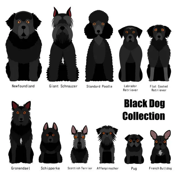 Vector illustration of collection of  black dog