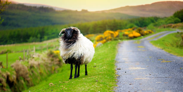 pecore contrassegnate da coloranti colorati che pascolano nei pascoli verdi. pecore adulte e agnellini che si nutrono nei prati verdi dell'irlanda. - footpath single lane road green tree foto e immagini stock