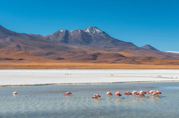 istock Flamingo Lagoon, Uyuni, Bolivia 1171019692