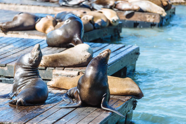 istock Sea lions at Pier 39, San Francisco 1171020370