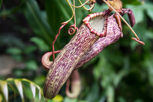 Flowers on a pitcher plant in Cornwall in late summer