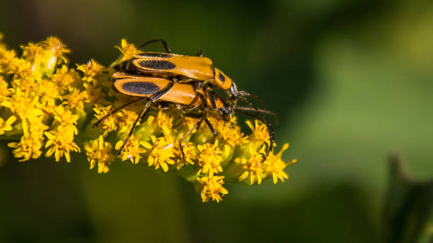 istock Orange mating beetles on a yellow flower in South Dakota 1171024740