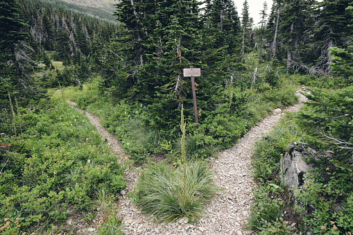 Fork in the Two Medicine Pass Trail, Glacier National Park, Montana