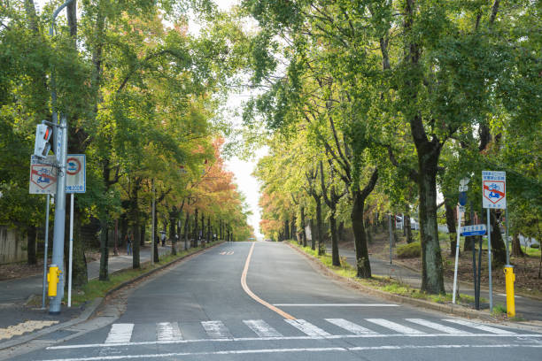 istock Autumn foliage road in Osaka 1171028218
