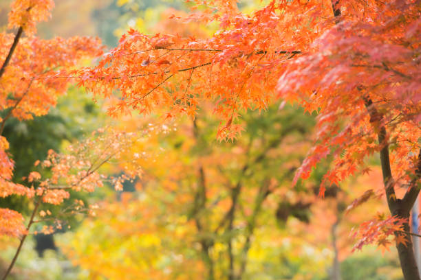 istock Autumn leaves in the park 1171028258
