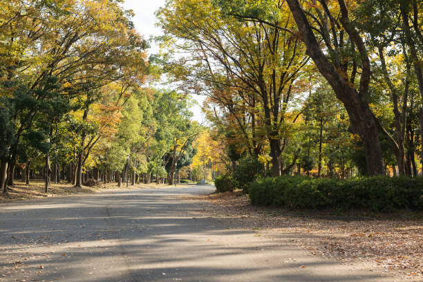 istock Park around in autumn 1171028278