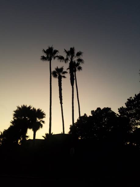 istock Palm trees in silhouette at sunset 1171028337