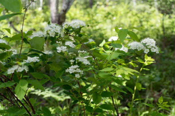 istock Bush flowering Spirea white (lat. Spiraea alba) grows in the forest. 1171028611