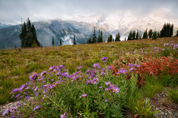istock Mount Rainier at Sunrise, WA, USA 1171031874