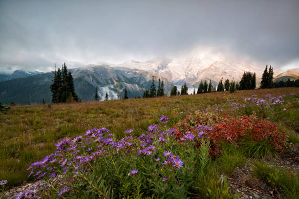 istock Mount Rainier at Sunrise, WA, USA 1171031888