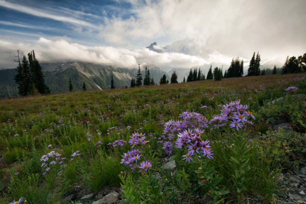 istock Sunset at Mount Rainier, WA, USA 1171032588