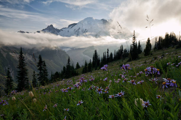 istock Sunset at Mount Rainier, WA, USA 1171032613