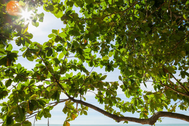 istock tree on the beach again blue sky at South of Thailand 1171033904