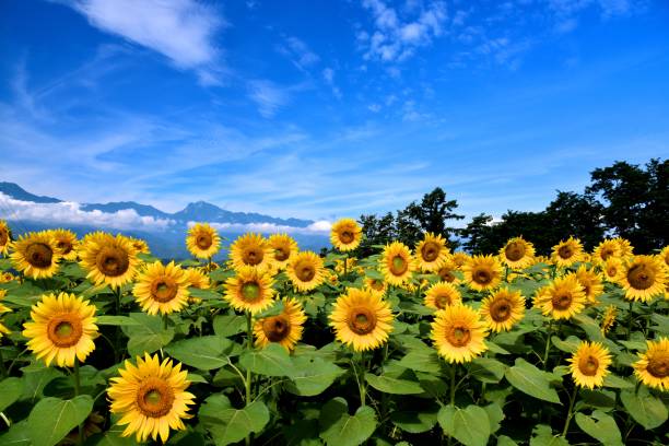 sonnenblume - sunflower field scenics landscape stock-fotos und bilder