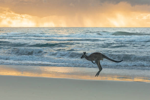 Kangaroo in the surf at the beach