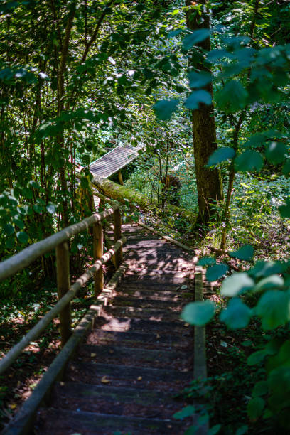 istock wooden stairs in summer green forest 1171037319