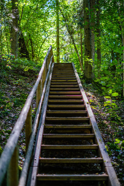 istock wooden stairs in summer green forest 1171037332