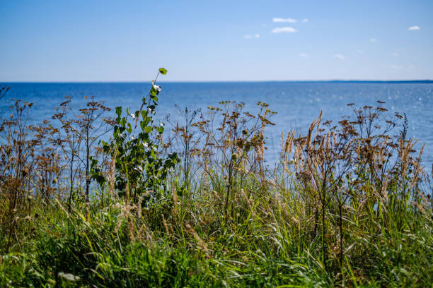 istock rocky seaside beach with blue water under summer sky 1171037356