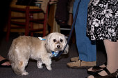 malteser-hund-wartet-geduldig-auf-besitzer-einkaufen-im-laden.jpg?b=1&s=170x170&k=20&c=_3YavAHKtc6SEe9521otxP4V66o2gf6w6RBWZyUwxHA=