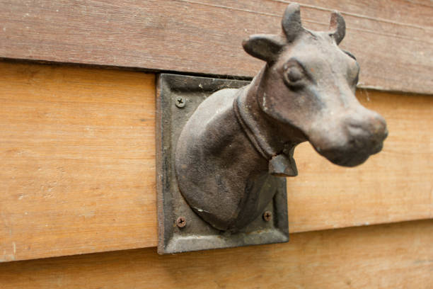 cabeza de vaca con una campana - animal head cow animal bell fotografías e imágenes de stock