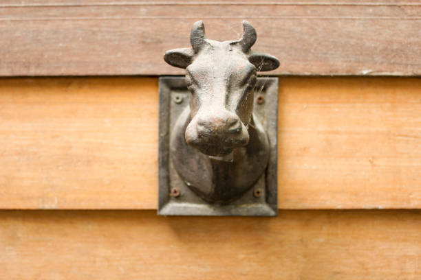 cabeza de vaca con una campana - animal head cow animal bell fotografías e imágenes de stock