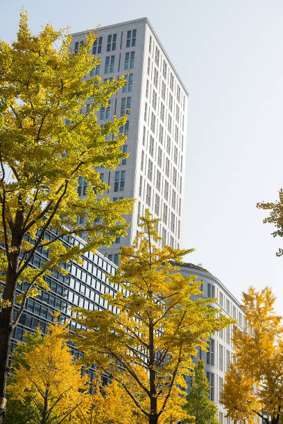 istock Midosuji in autumn 1171041668