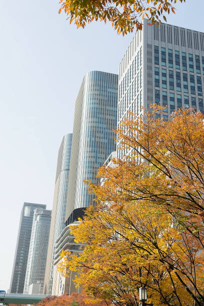 istock Nakanoshima in autumn 1171042037