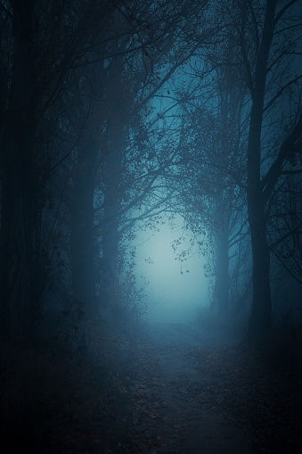Mysterious pathway. Footpath in the dark, foggy, autumnal, mysterious forest.