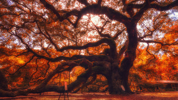 istock giant oak tree in south carolina 1171044187