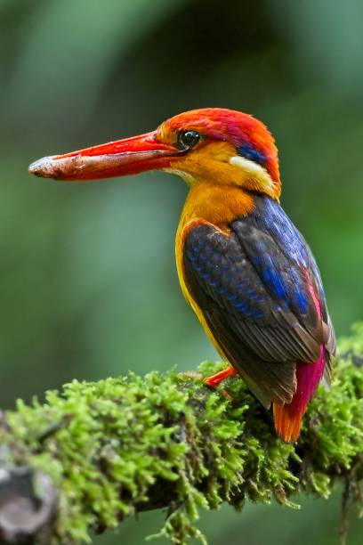 istock Oriental Dwarf Kingfisher with fish kill to feed its fledglings 1171047193