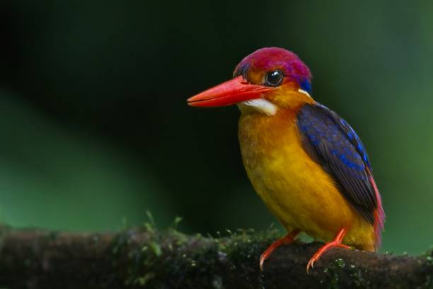 istock Oriental Dwarf Kingfisher perched on a tree branch 1171047318