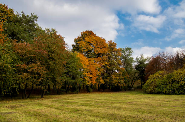 istock After summer part of park trees view 1171047348
