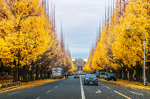 DEC 5, 2018 Tokyo, Japan - Tokyo rich yellow ginkgo tree along both side of Jingu gaien avanue in autumn with cars and Meiji Memorial Picture Gallery in background. Famous attraction in November and December